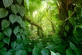 Tropical forest with plants. Nature green background