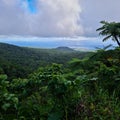 Tropical forest point of view.