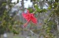 Red hibiscus flower in a garden