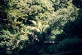 Tropical Forest at the Road to Hanna on the Island Maui, Hawaii