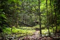 Tropical forest scenery in Asia. Royalty Free Stock Photo