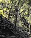 Tropical forest on the slope of Palani hills near guna cave at kodaikanal Royalty Free Stock Photo