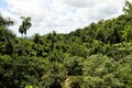 Tropical forest (Soroa, Cuba)