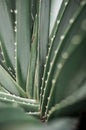 tropical forest spiny cactus