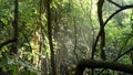 Tropical forest, sun light and water spay