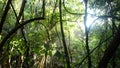 Tropical forest, sun light and water spay