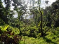 Tropical forest in a sunbath