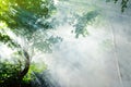 Tropical forest sunbeam Royalty Free Stock Photo