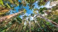 Tropical Rainforest Canopy View Royalty Free Stock Photo