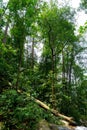 Tropical Forest Trees