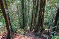 Tropical Forest Trees Roots