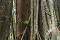 Tropical Forest Trees Roots