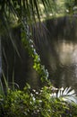 Tropical forest view