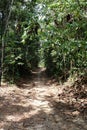 Tropical forest. Walking, trekking, hiking in a forest path. Indonesia rain forest trail Royalty Free Stock Photo