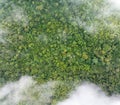 Tropical forests can absorb large amounts of carbon dioxide from the atmosphere