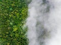 Tropical forests can absorb large amounts of carbon dioxide from the atmosphere