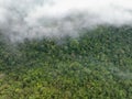Tropical forests can absorb large amounts of carbon dioxide from the atmosphere