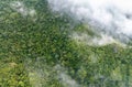 Tropical forests can absorb large amounts of carbon dioxide from the atmosphere Royalty Free Stock Photo