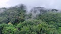 Tropical forests can absorb large amounts of carbon dioxide from the atmosphere.