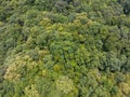 Tropical forests can absorb large amounts of carbon dioxide from the atmosphere.environment issue