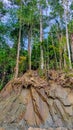 Tropical forests are the lungs of the world