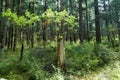 Tropical forests, moss on tree roots Royalty Free Stock Photo