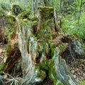 Tropical forests, moss on tree roots Royalty Free Stock Photo