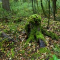 Tropical forests, moss on tree roots Royalty Free Stock Photo