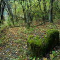 Tropical forests, moss on tree roots Royalty Free Stock Photo