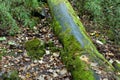 Tropical forests, moss on tree roots Royalty Free Stock Photo