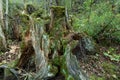 Tropical forests, moss on tree roots Royalty Free Stock Photo