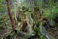 Tropical forests, moss on tree roots Royalty Free Stock Photo