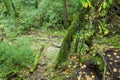 Tropical forests, moss on tree roots Royalty Free Stock Photo