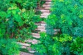 Tropical forsest with recycled wooden railway sleepers used to make the pathway in green garden, Top view Royalty Free Stock Photo