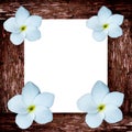 Tropical frangipani flower and wood frame