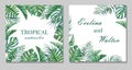 Tropical design and decor frames on white background.