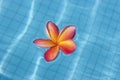 Tropical frangipani floating in blue pool Royalty Free Stock Photo