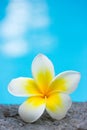 Tropical frangipani flower and swimming pool Royalty Free Stock Photo