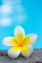 Tropical frangipani flower and swimming pool Royalty Free Stock Photo