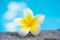 Tropical frangipani flower and swimming pool Royalty Free Stock Photo