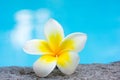 Tropical frangipani flower and swimming pool Royalty Free Stock Photo
