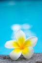 Tropical frangipani flower and swimming pool Royalty Free Stock Photo