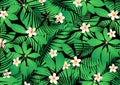 Tropical frangipani flowers on green leaves
