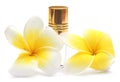 Tropical Frangipani with perfume bottle Royalty Free Stock Photo