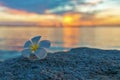 Tropical frangipani white flower near the sunset beach.