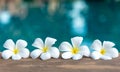 Tropical frangipani white flower near the swimming pool, flower spa