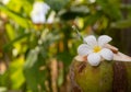 Tropical fresh coconut cocktail decorated plumeria flower outdoor Royalty Free Stock Photo