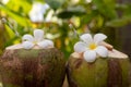 Tropical fresh coconut cocktails decorated plumeria flower outdoor Royalty Free Stock Photo