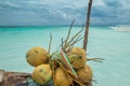 Tropical fresh coconuts on azure sea background in Maldives Royalty Free Stock Photo
