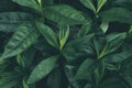 Tropical fresh foliage in jungle, abstract green leaves, natural background pattern texture